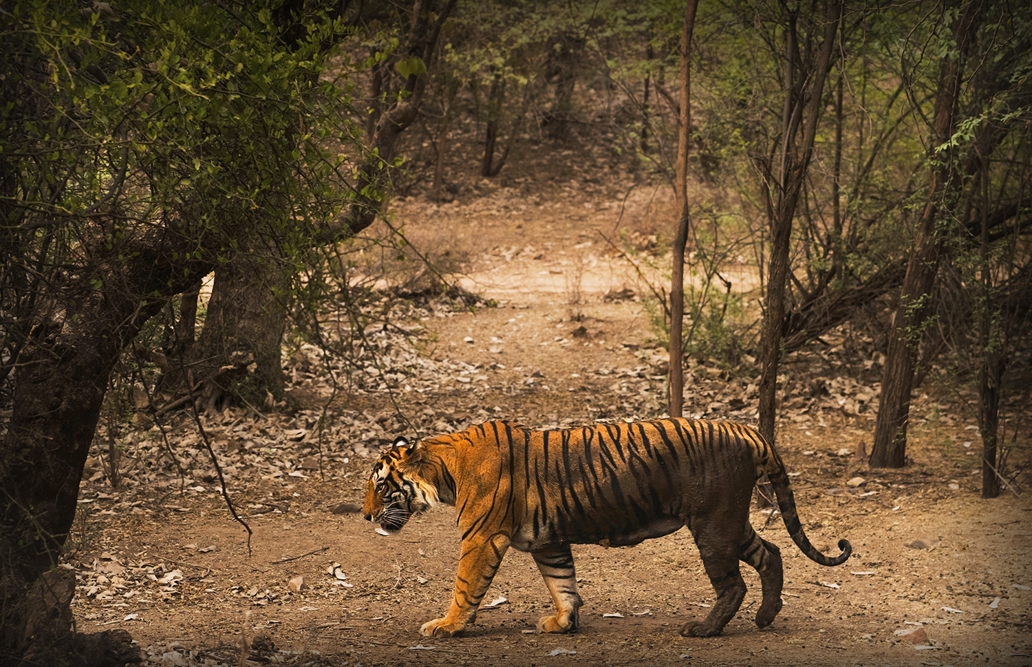 Kanha Hunting Tiger 